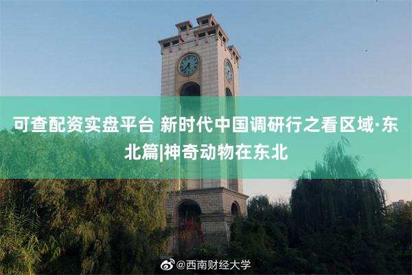 可查配资实盘平台 新时代中国调研行之看区域·东北篇|神奇动物